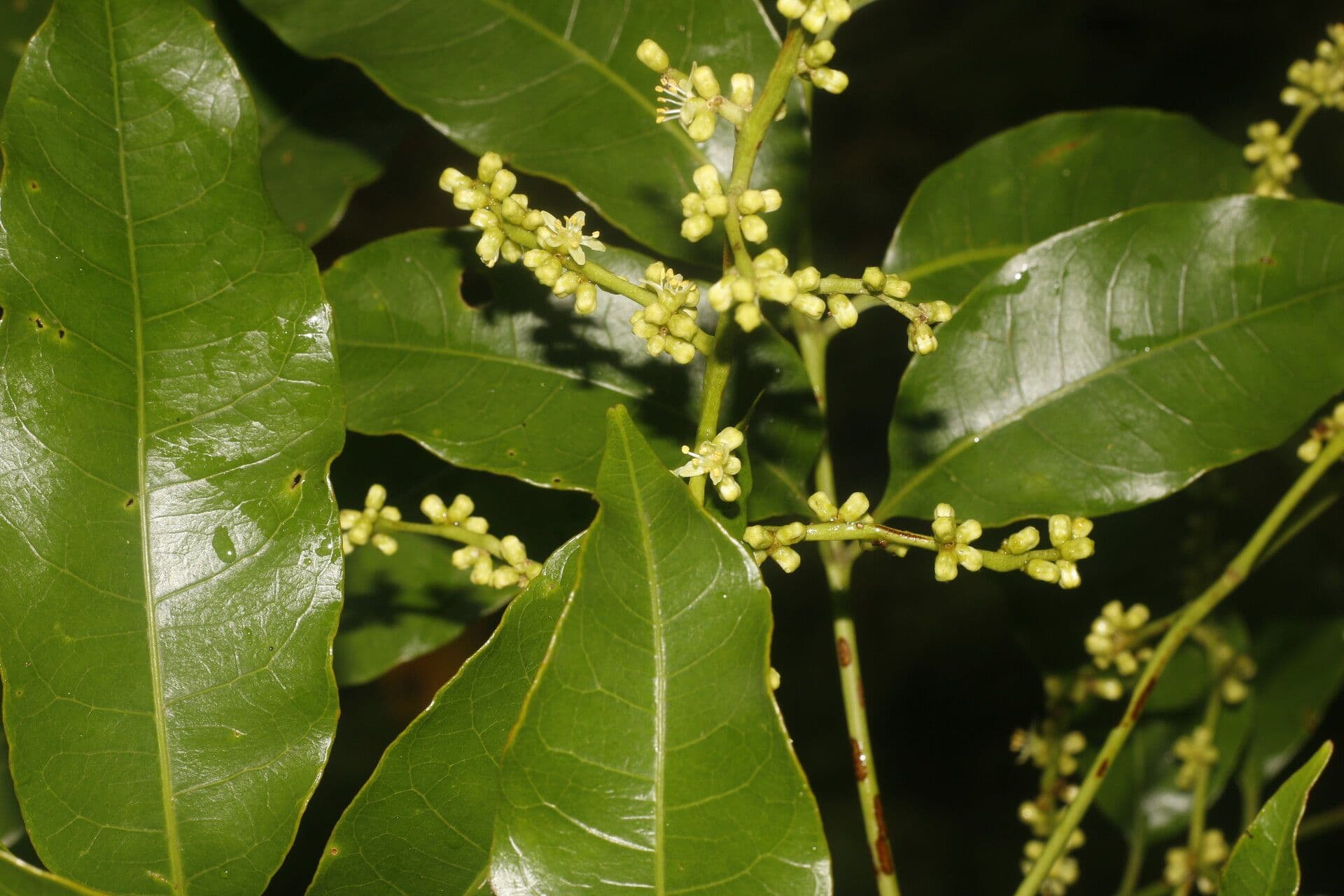 Tapirira 6