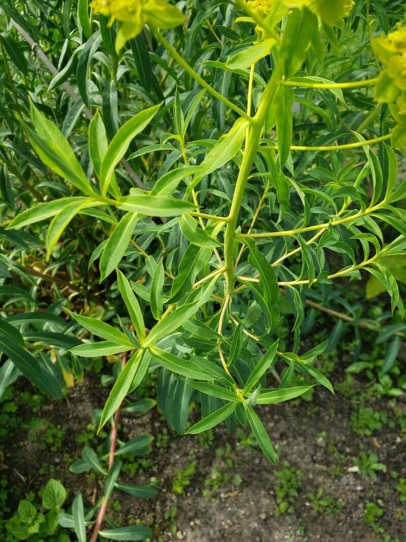 Euforbia aristata