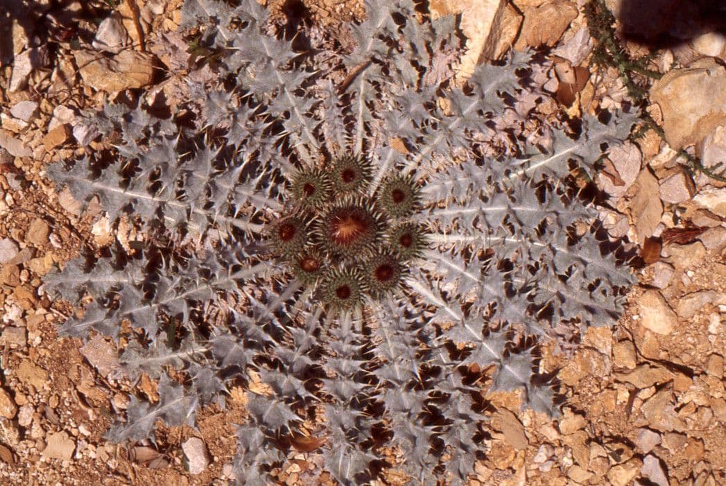 Pupava 11