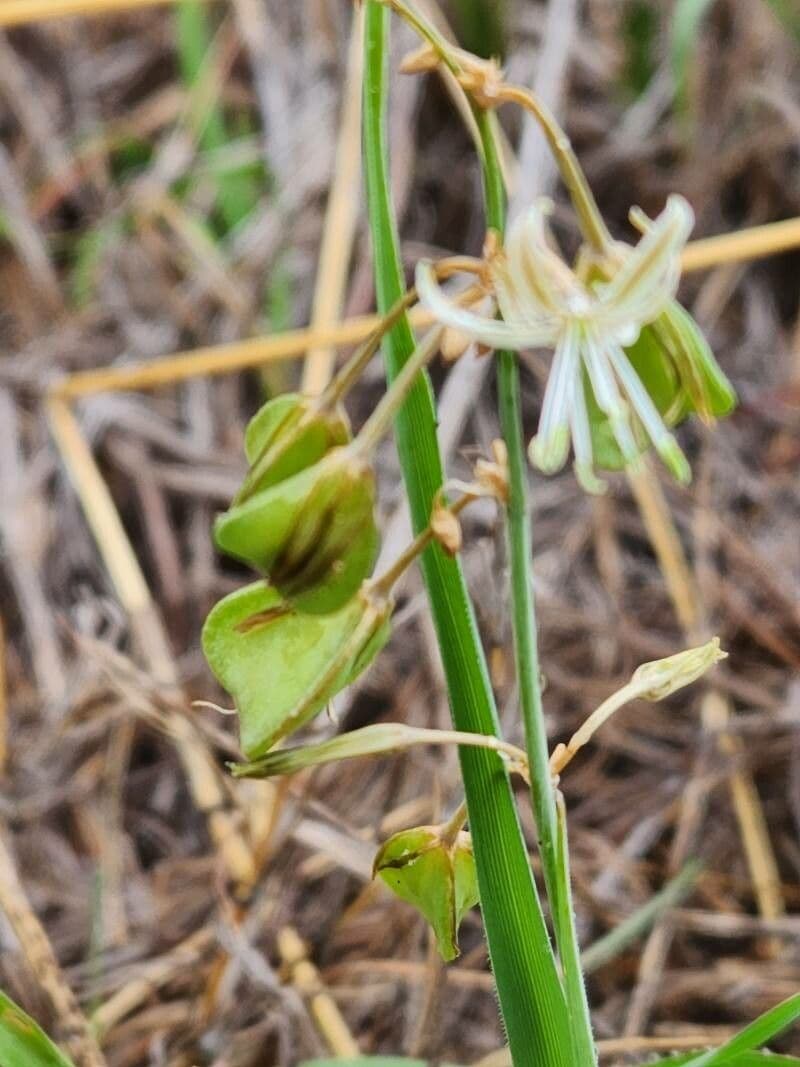 Trachyandra saltii 2