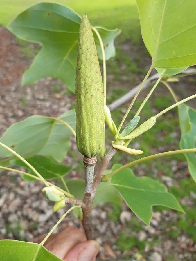 Chinesischer Tulpenbaum