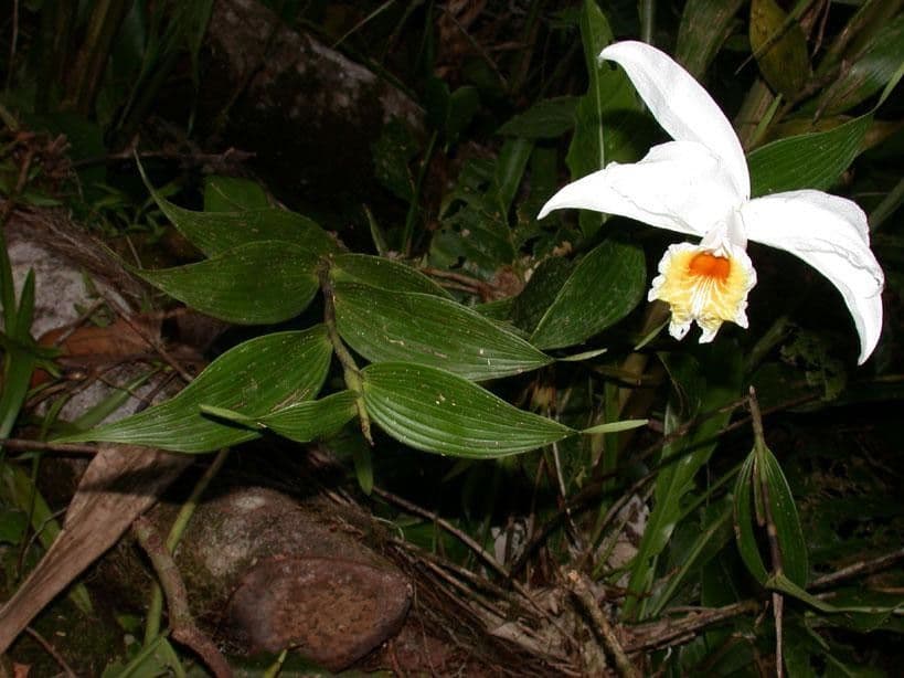 Sobralia 6