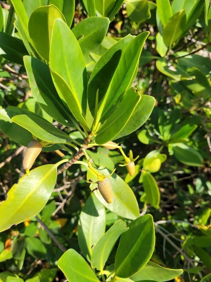 Mangrovia rossa 3