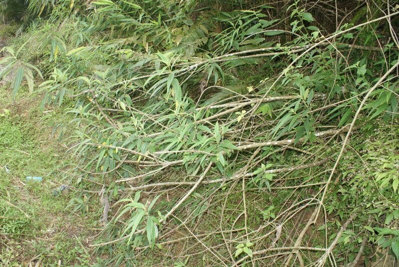 Ortica falsa pendula 11
