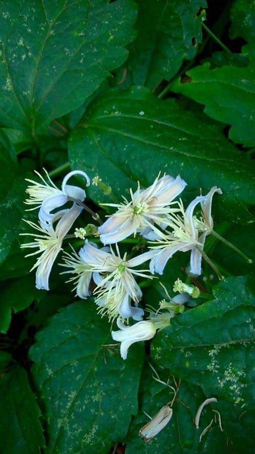 Clematide virginiana 10
