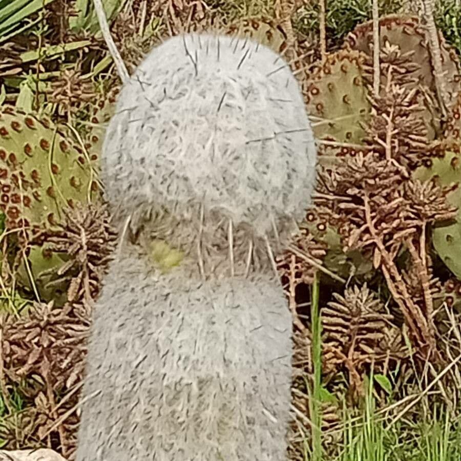 Cactus vecchio 5