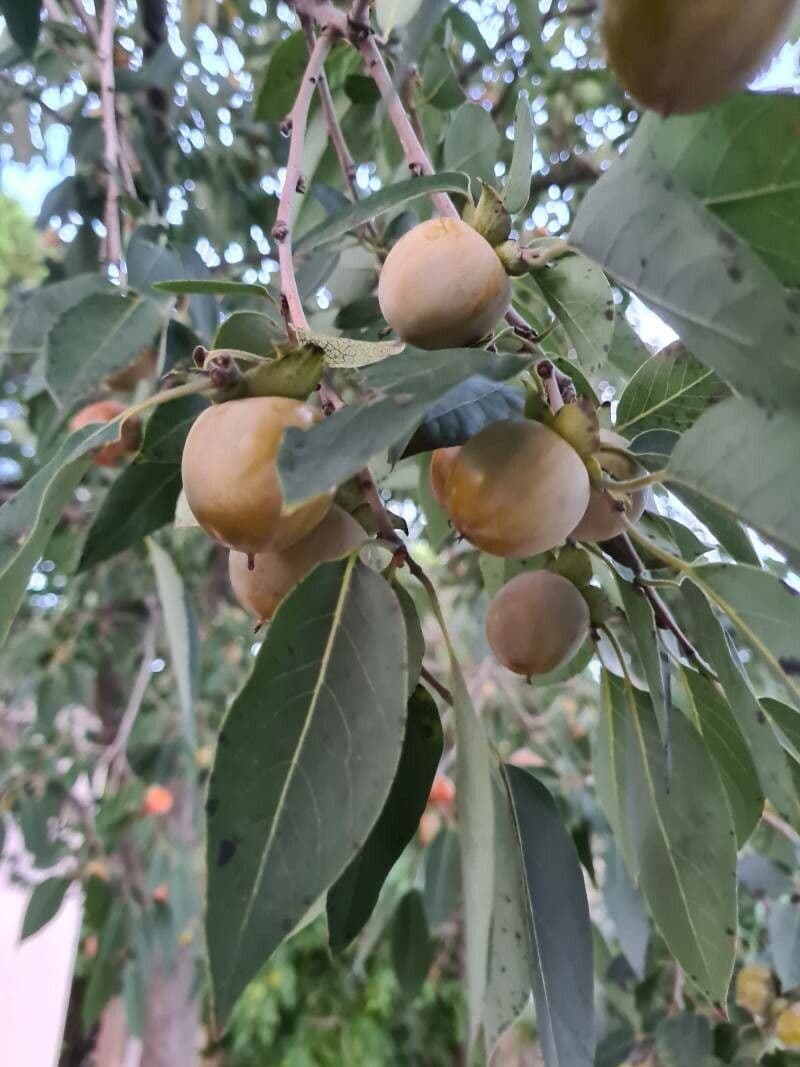 Cachi della Virginia 17