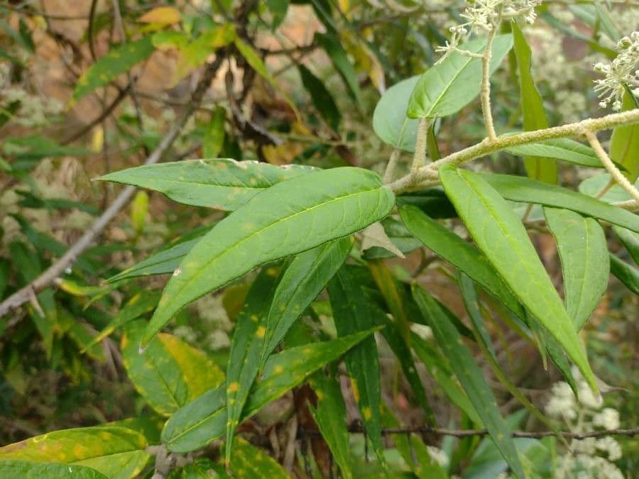 Astrotricha floccosa 3