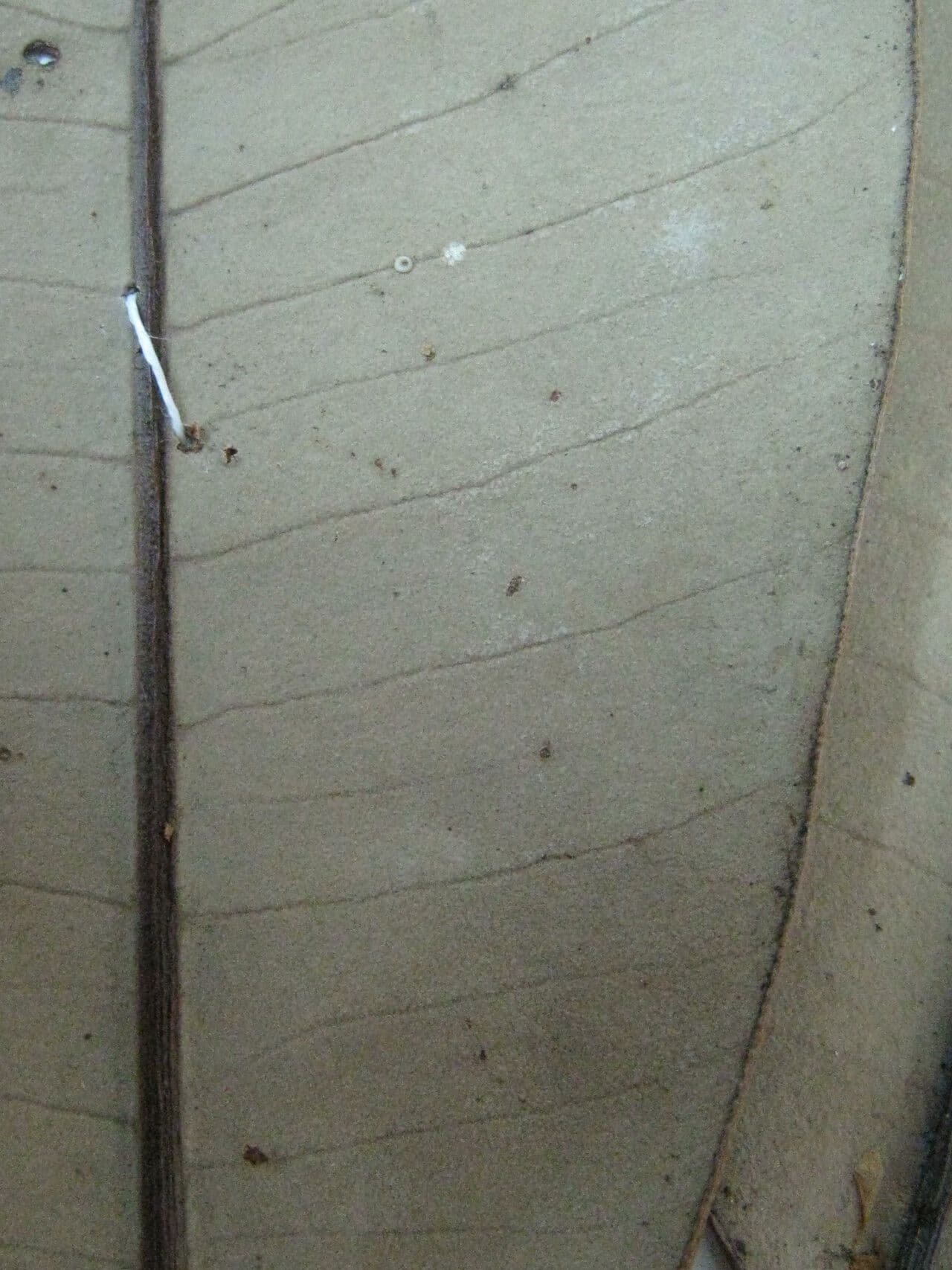Aspidosperma