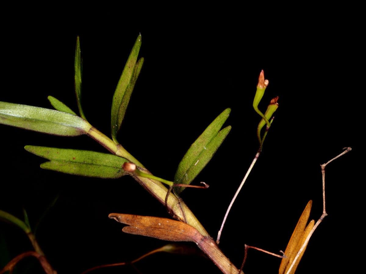 Dendrobium 6