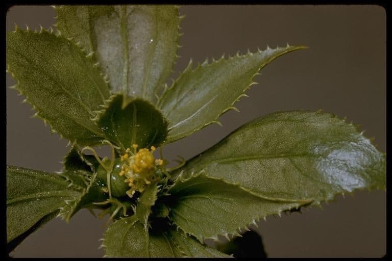 Stillingia spinulosa 3