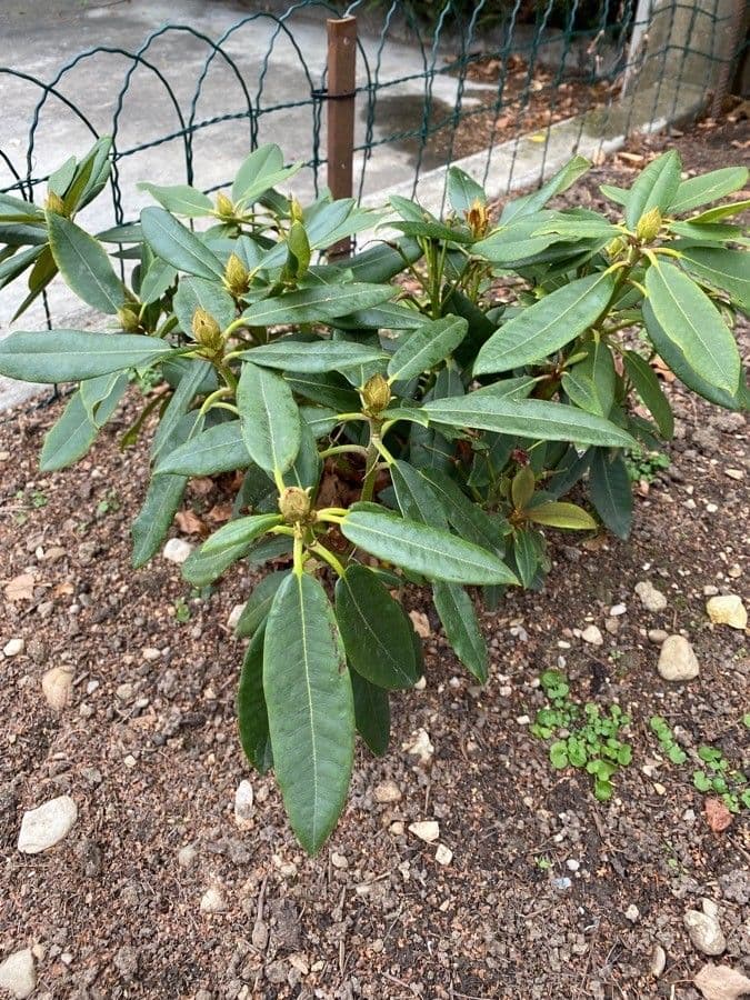 Rododendro massimo 13