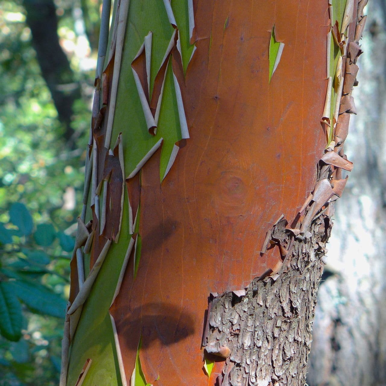 Arbutus menziesii 25