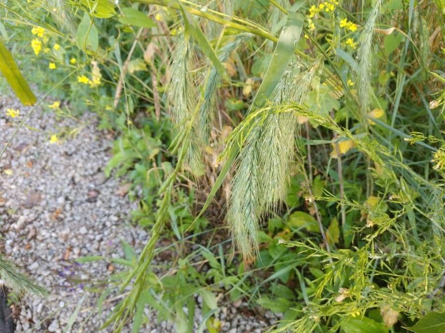 Elymus canadensis 20