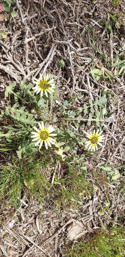 Kapringelblume 11