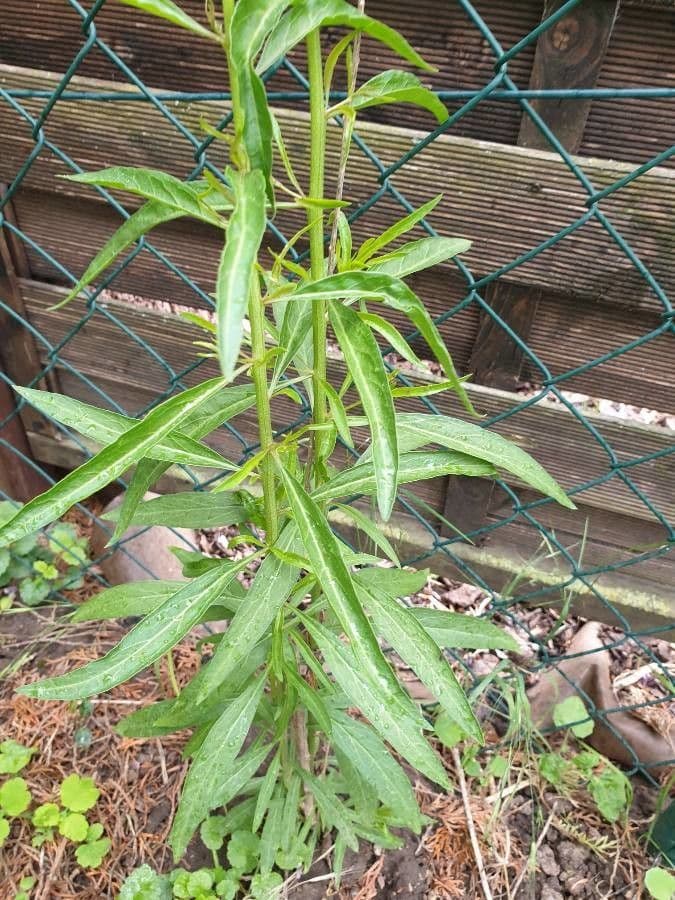 Lobelia lassiflora 18
