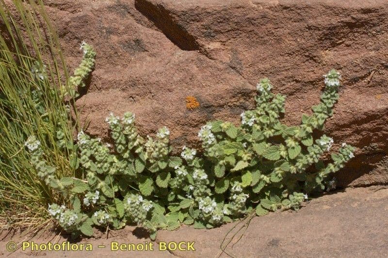 Sideritis 3