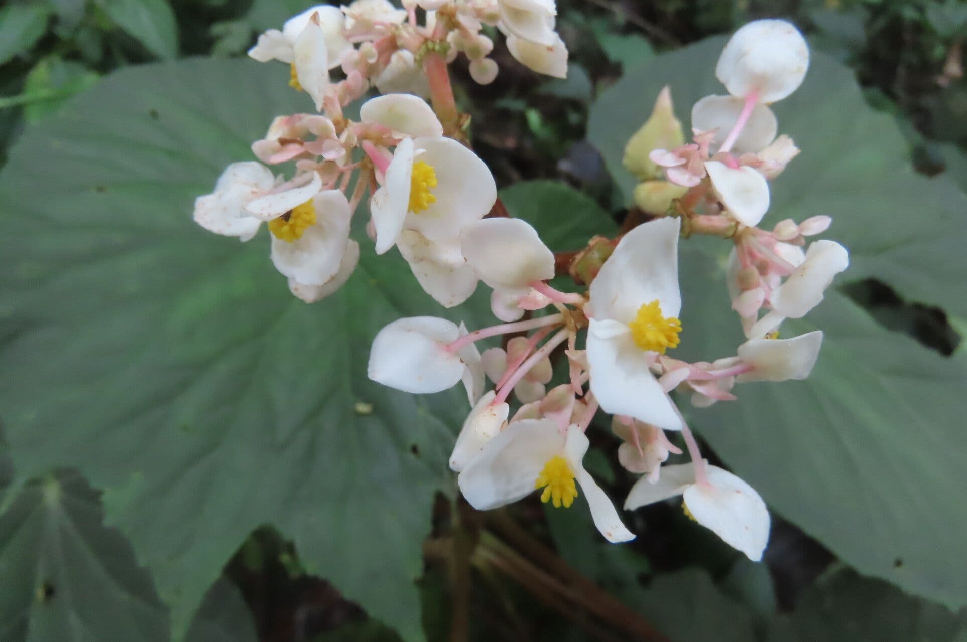 Begonia 3