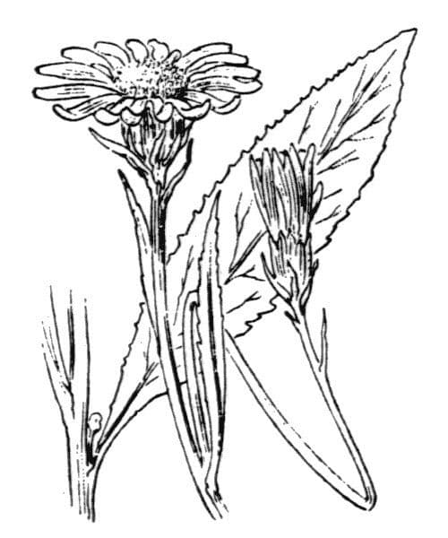 Greiskraut 23