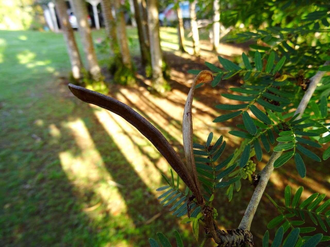 Calliandra del Suriname 2