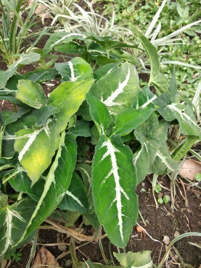 Wendlands Syngonium 4