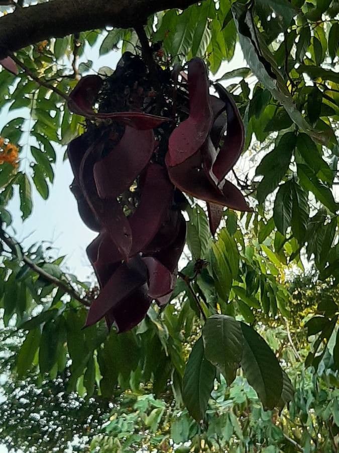 Saraca indica 3