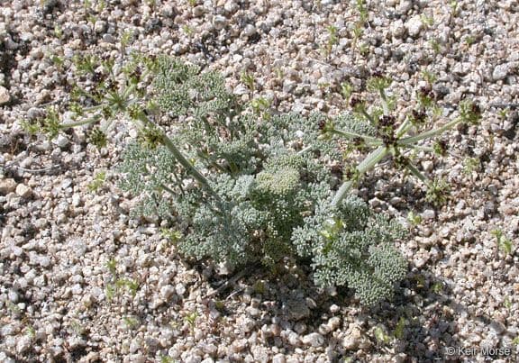 Lomatium mohavensis 12