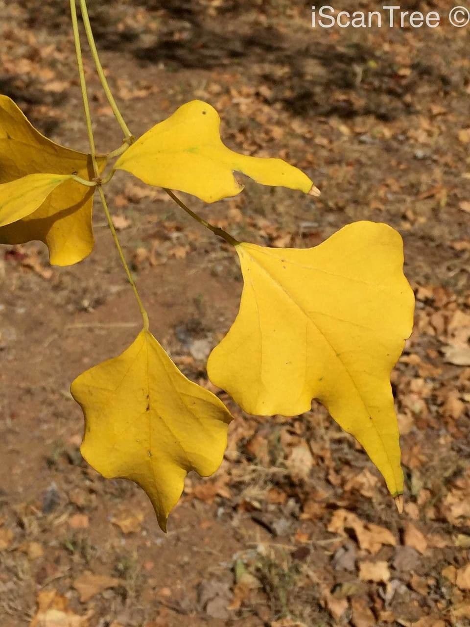 Albero corallo comune 20