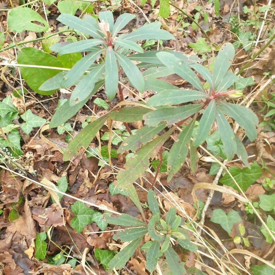 Euphorbe des bois 16