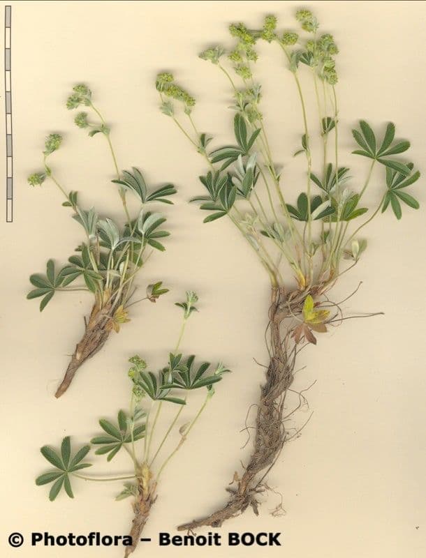 Alchemilla transiens 14