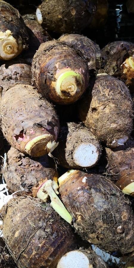 Taro