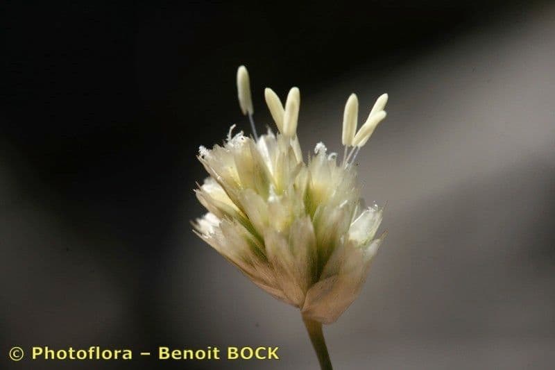 Sesleria 6