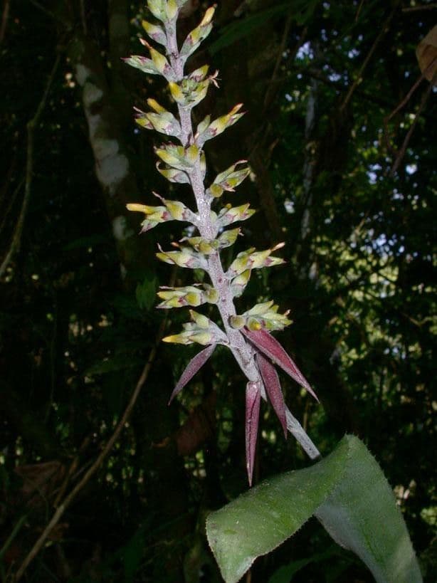Aechmea 25