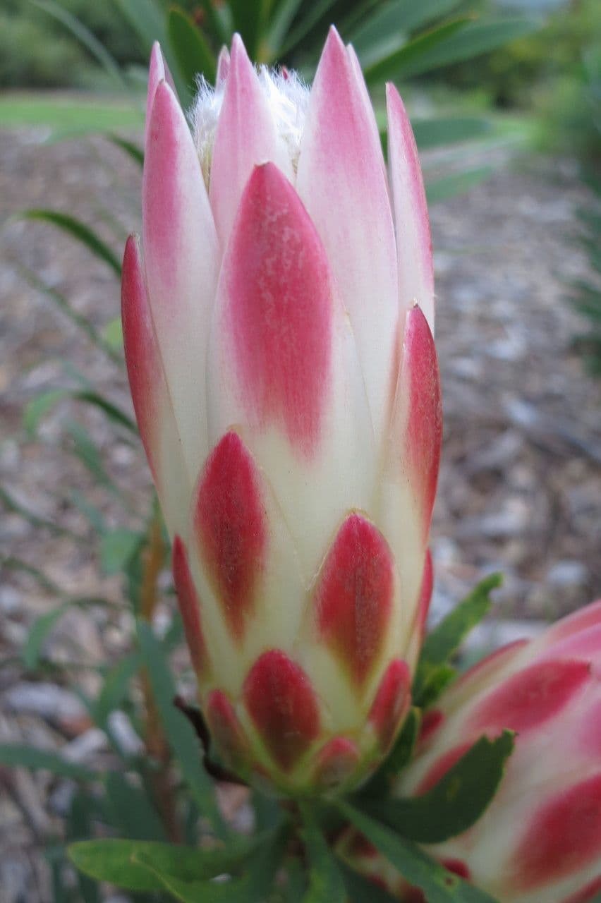 Protea 16