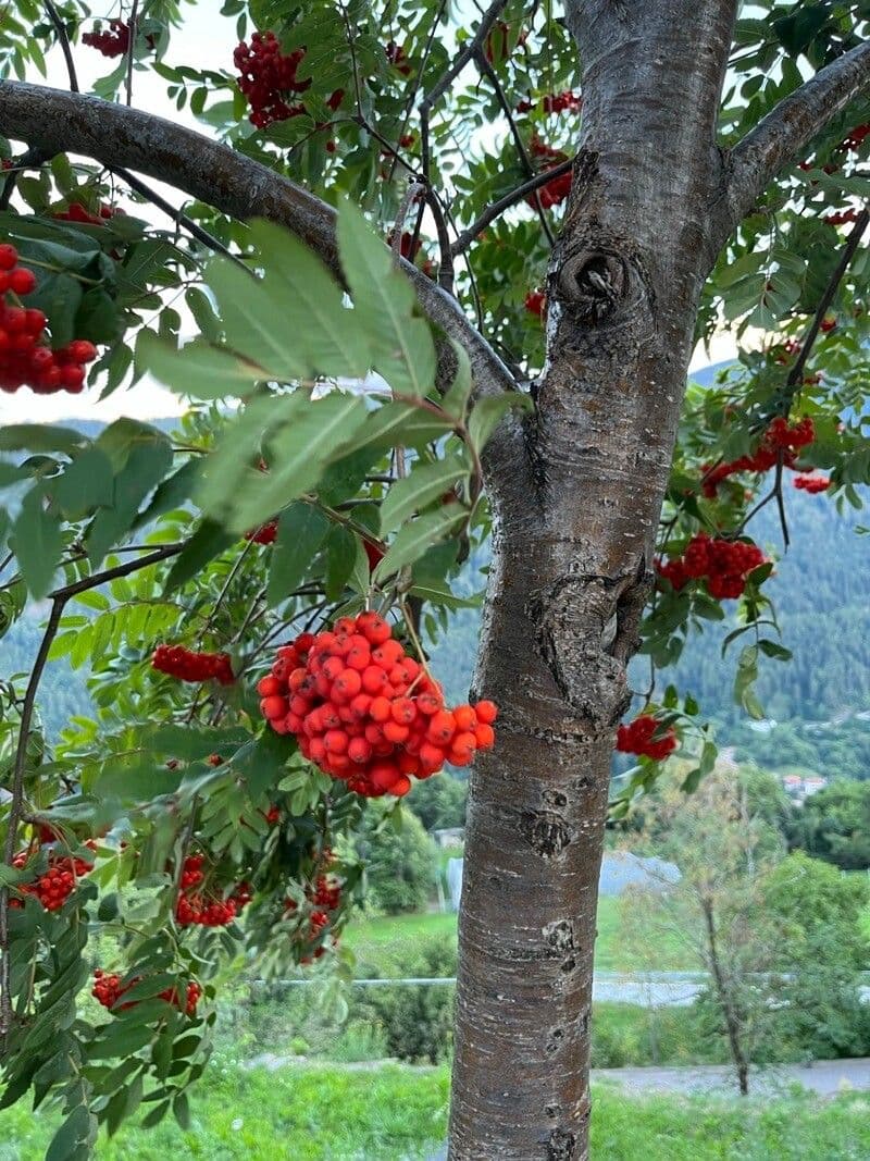 Sambuco rosso 25