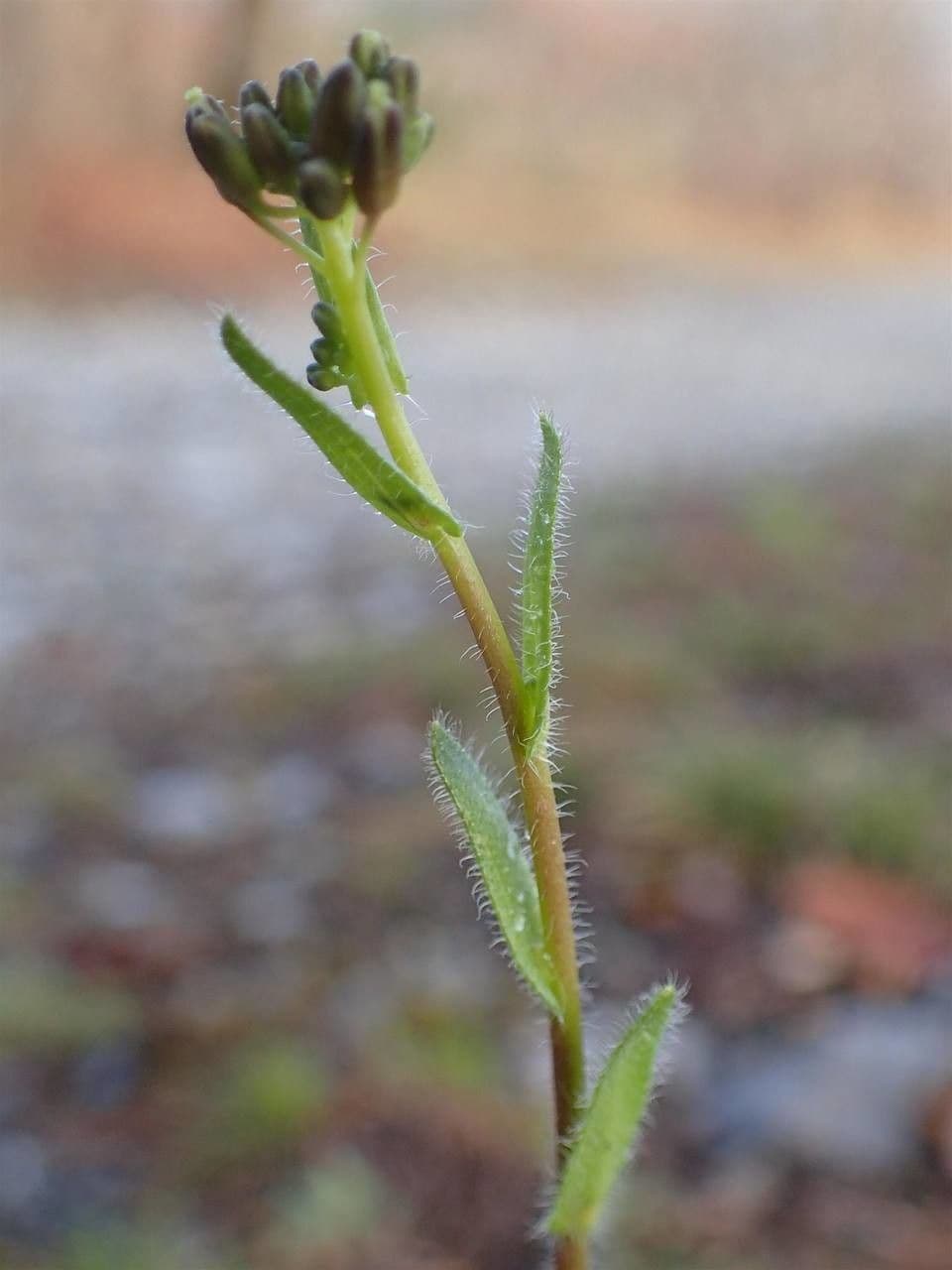 Arabis ciliata 15