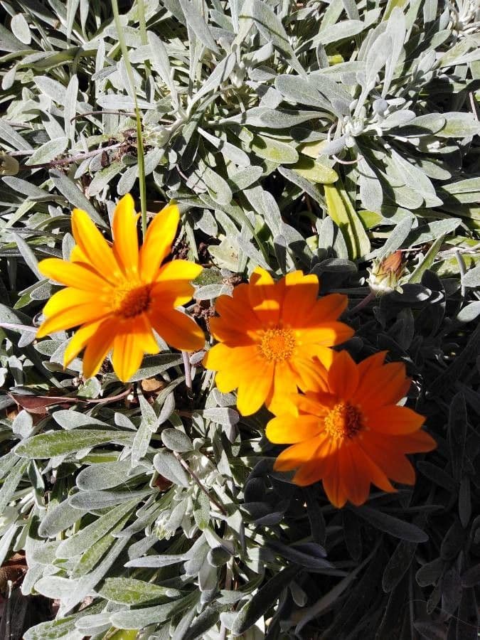 Gazania