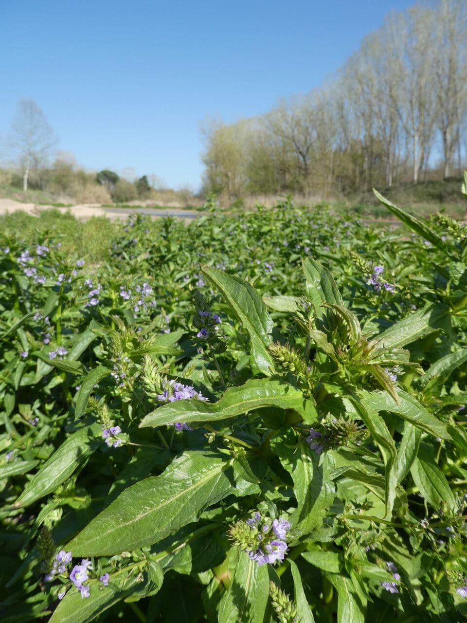 Veronica acquatica 15
