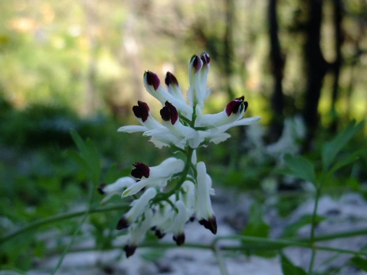 Fumaria bicolore 2