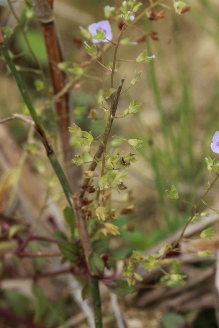 Veronica acquatica 28