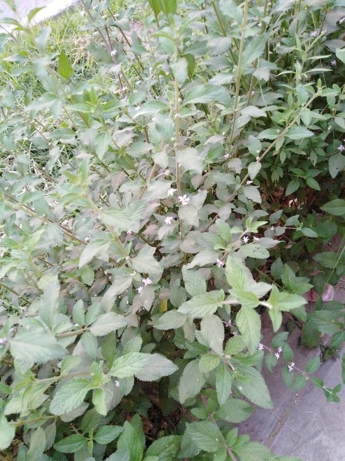 Lippia alba 23