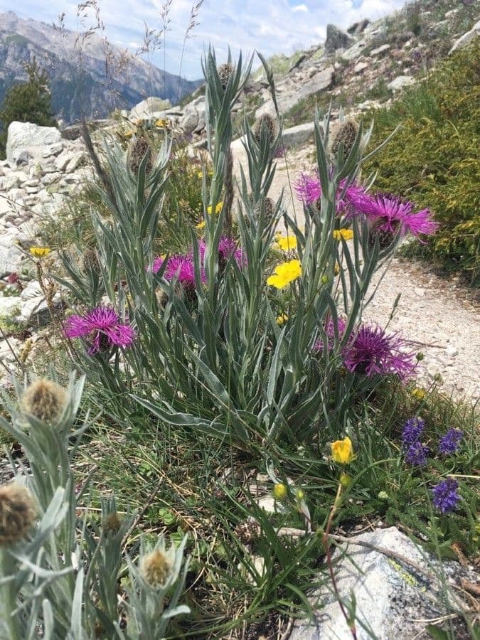 Einköpfige Flockenblume 24