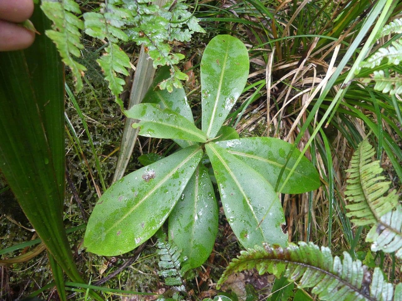 Badula 5