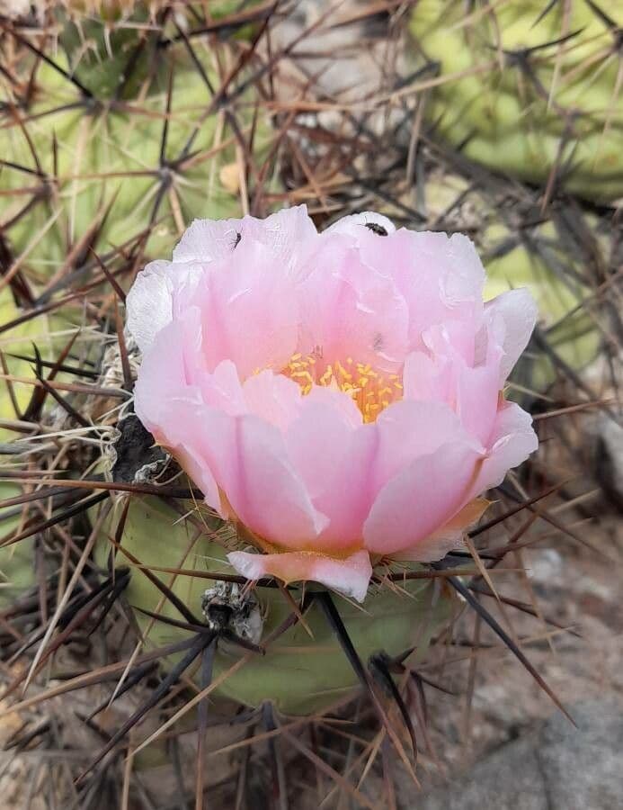 Tephrocactus 3