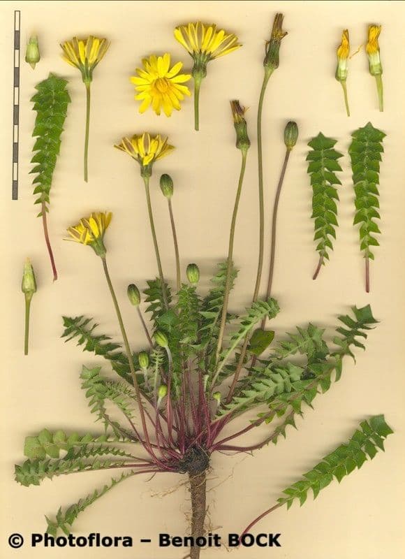 Hyoseris radiata 28