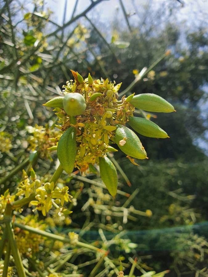 Dattier du désert 24