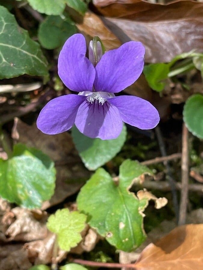 Viola di Rivinus 19