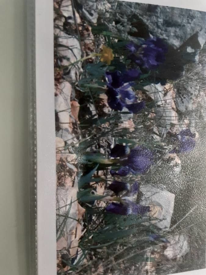 Iris lutescens 16