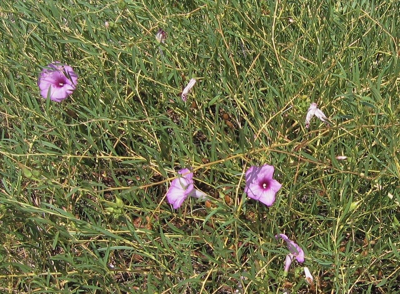Ipomoea arbustiva 6