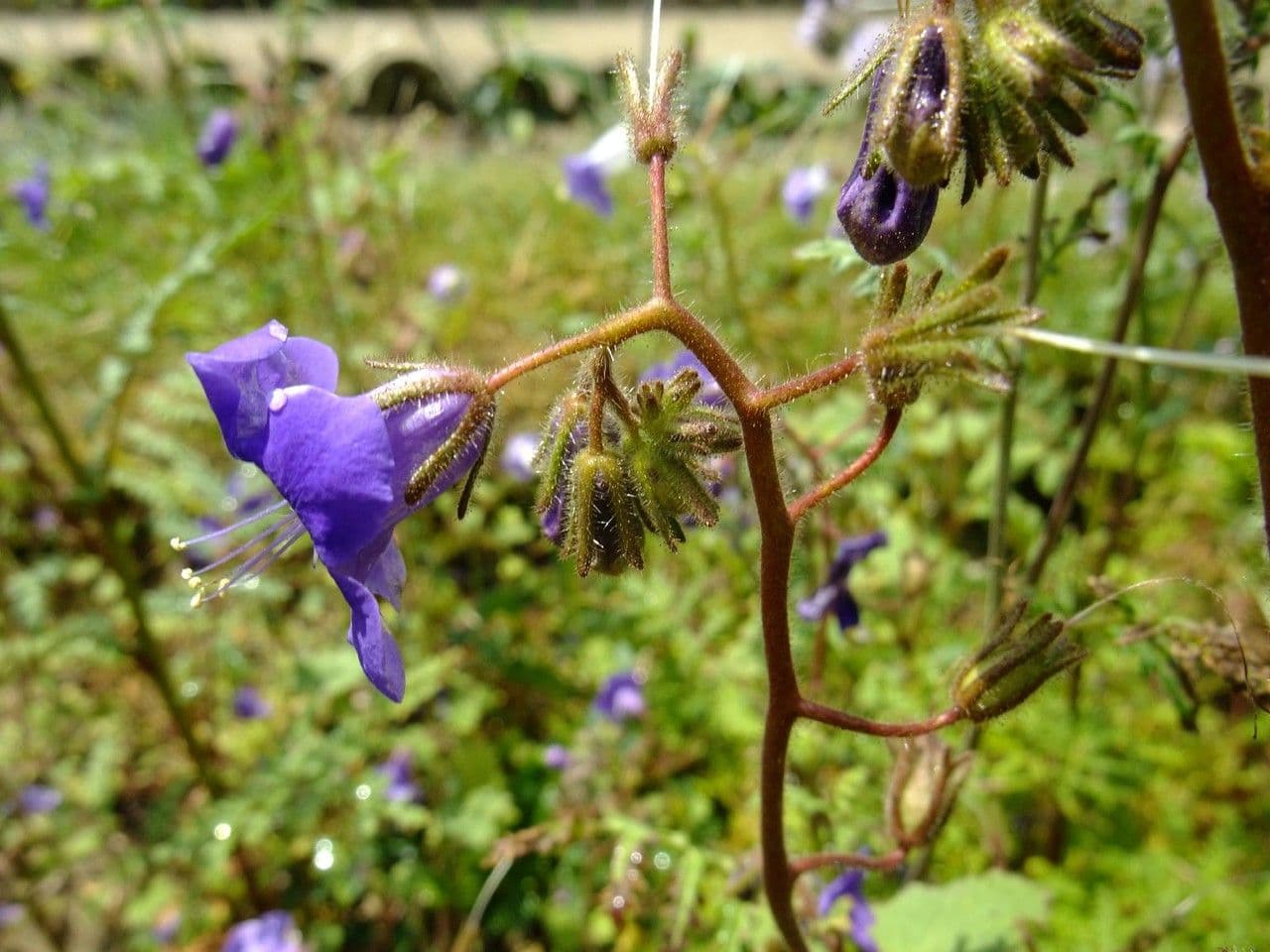 Großblütige Phacelia 5